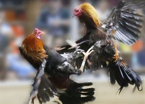 sabong pinoy derby|Pintakasi derby set Feb. 16.